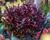 Leukothoe 'Red Lips'