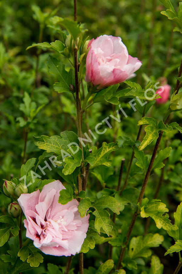 Ibišek syrský 'Pink Chiffon' - Hibiscus syriacus 'Pink Chiffon'