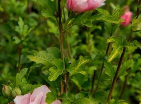 Ibišek syrský 'Chiffon Pink' - Hibiscus syriacus 'Chiffon Pink'