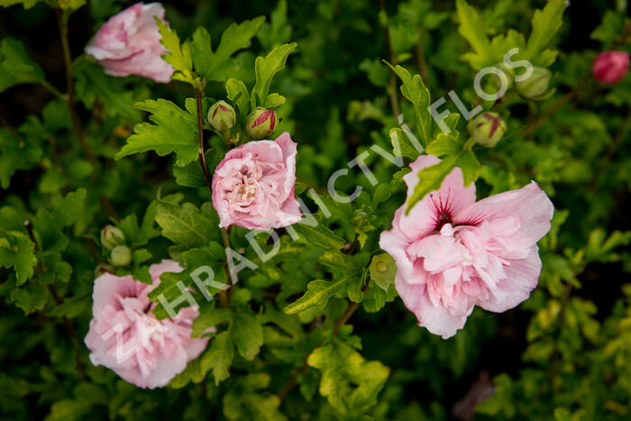 Ibišek syrský 'Pink Chiffon' - Hibiscus syriacus 'Pink Chiffon'