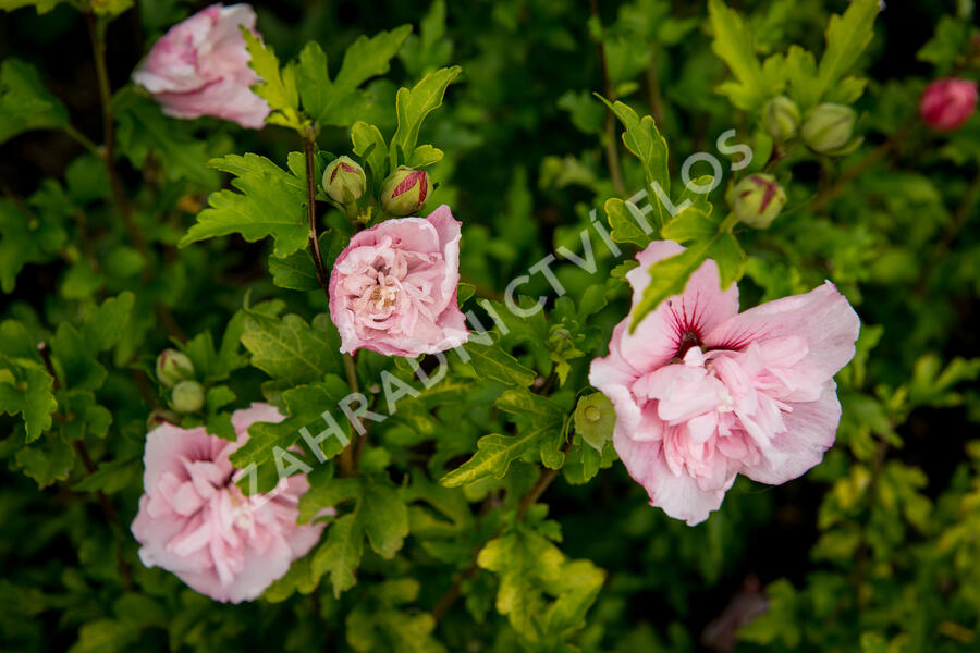 Ibišek syrský 'Pink Chiffon' - Hibiscus syriacus 'Pink Chiffon'