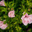 Ibišek syrský 'Pink Chiffon' - Hibiscus syriacus 'Pink Chiffon'