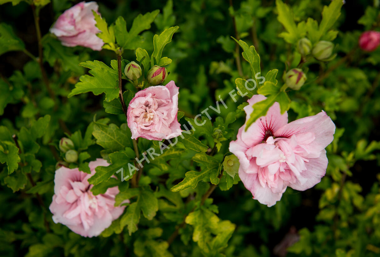 Ibišek syrský 'Chiffon Pink' - Hibiscus syriacus 'Chiffon Pink'