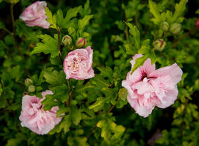 Ibišek syrský 'Chiffon Pink' - Hibiscus syriacus 'Chiffon Pink'