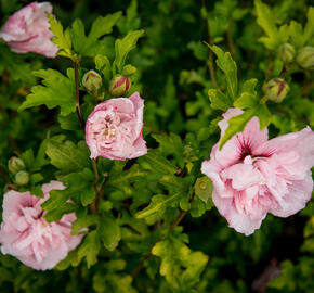 Ibišek syrský 'Pink Chiffon' - Hibiscus syriacus 'Pink Chiffon'