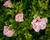Ibišek syrský 'Chiffon Pink'