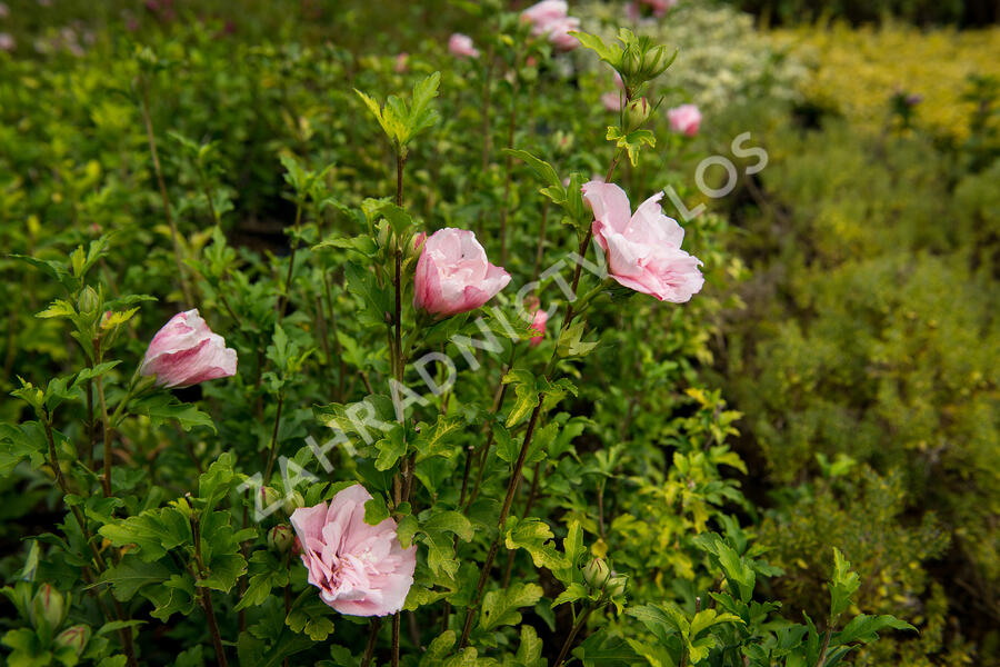 Ibišek syrský 'Pink Chiffon' - Hibiscus syriacus 'Pink Chiffon'
