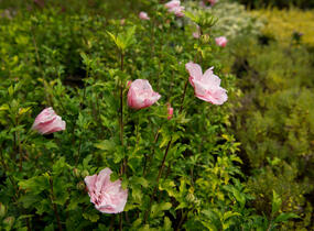 Ibišek syrský 'Chiffon Pink' - Hibiscus syriacus 'Chiffon Pink'