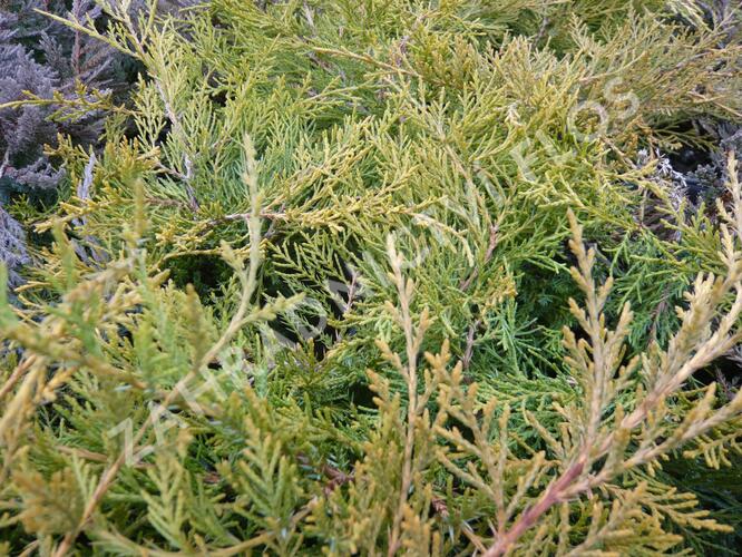 Jalovec prostřední 'Pfitzeriana Compacta' - Juniperus media 'Pfitzeriana Compacta'