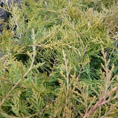 Jalovec prostřední 'Pfitzeriana Compacta' - Juniperus media 'Pfitzeriana Compacta'