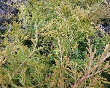 Jalovec prostřední 'Pfitzeriana Compacta'