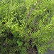 Jalovec prostřední 'Kuriwao Gold' - Juniperus media 'Kuriwao Gold'