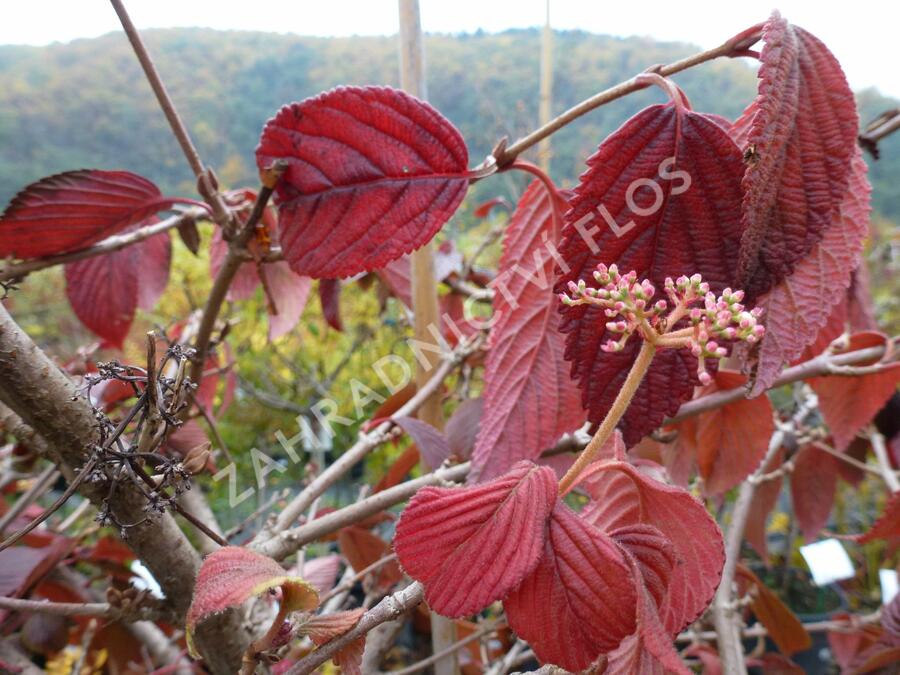 Kalina japonská 'Cascade' - Viburnum plicatum 'Cascade'