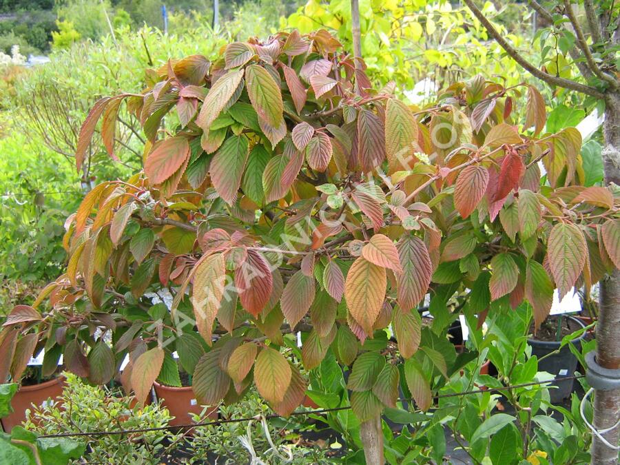Kalina japonská 'Cascade' - Viburnum plicatum 'Cascade'