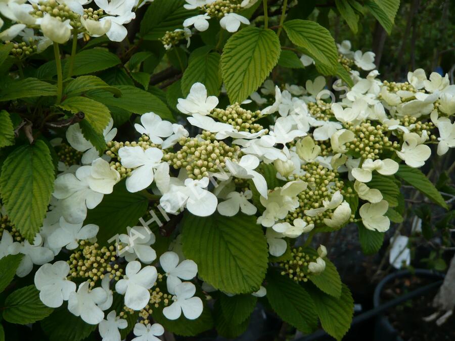 Kalina japonská 'Cascade' - Viburnum plicatum 'Cascade'