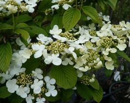Kalina japonská 'Cascade'