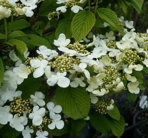 Kalina japonská 'Cascade' - Viburnum plicatum 'Cascade'