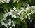 Kalina japonská 'Cascade'