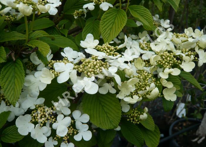 Kalina japonská 'Cascade' - Viburnum plicatum 'Cascade'