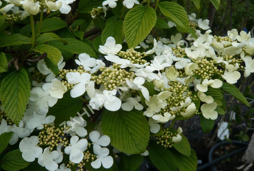 Kalina japonská 'Cascade' - Viburnum plicatum 'Cascade'