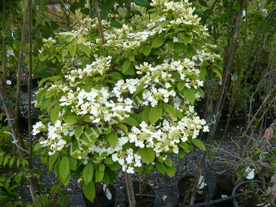 Kalina japonská 'Cascade' - Viburnum plicatum 'Cascade'