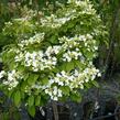 Kalina japonská 'Cascade' - Viburnum plicatum 'Cascade'