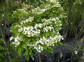 Kalina japonská 'Cascade' - Viburnum plicatum 'Cascade'