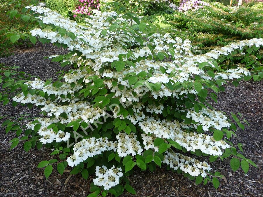 Kalina japonská 'Cascade' - Viburnum plicatum 'Cascade'