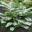 Kalina japonská 'Cascade' - Viburnum plicatum 'Cascade'