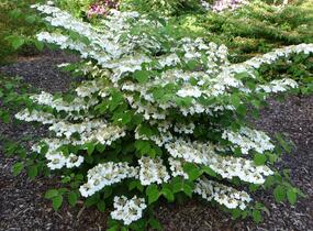 Kalina japonská 'Cascade' - Viburnum plicatum 'Cascade'