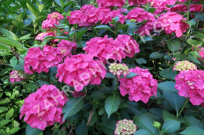Hortenzie velkolistá 'Alpenglühen' - Hydrangea macrophylla 'Alpenglühen'