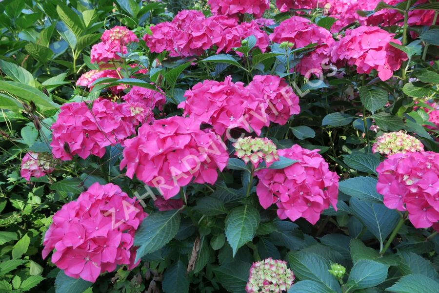 Hortenzie velkolistá 'Alpenglühen' - Hydrangea macrophylla 'Alpenglühen'