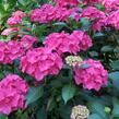 Hortenzie velkolistá 'Alpenglühen' - Hydrangea macrophylla 'Alpenglühen'