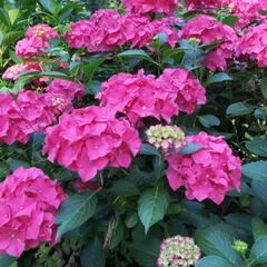 Hortenzie velkolistá 'Alpenglühen' - Hydrangea macrophylla 'Alpenglühen'