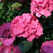 Hortenzie velkolistá 'Alpenglühen' - Hydrangea macrophylla 'Alpenglühen'