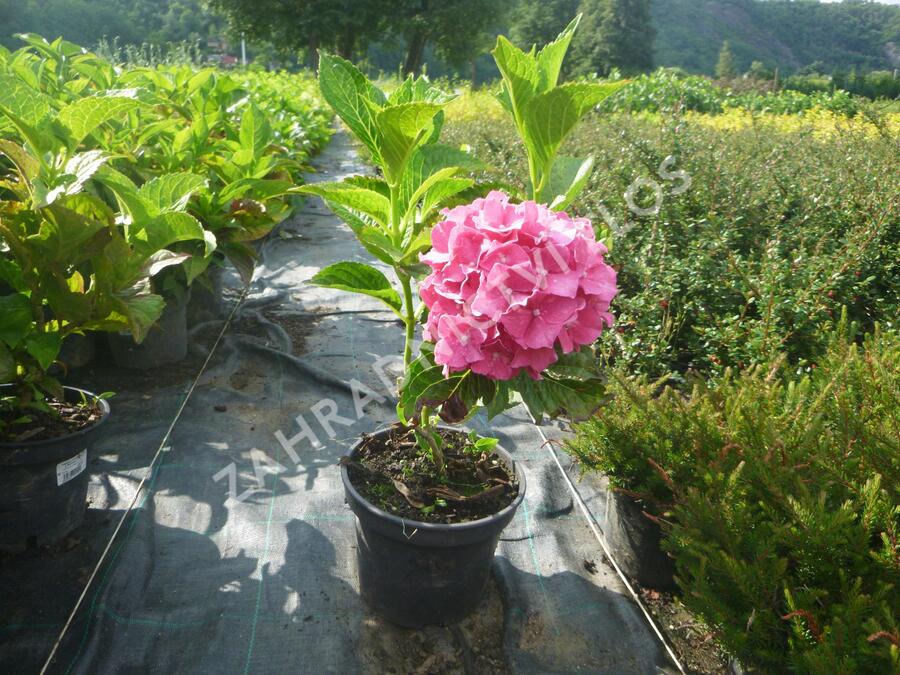 Hortenzie velkolistá 'Alpenglühen' - Hydrangea macrophylla 'Alpenglühen'