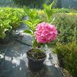 Hortenzie velkolistá 'Alpengluhen' - Hydrangea macrophylla 'Alpengluhen'