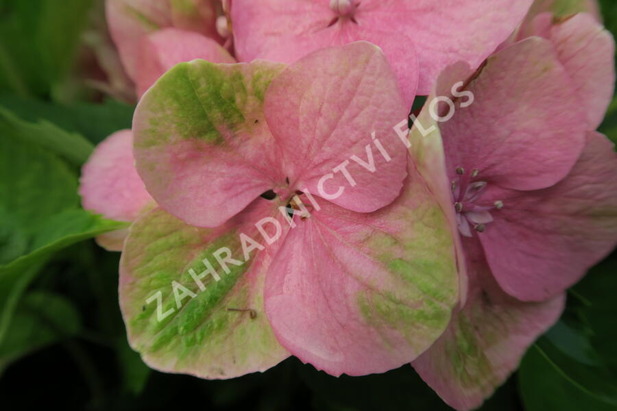 Hortenzie velkolistá 'Gertrud Glahn' - Hydrangea macrophylla 'Gertrud Glahn'
