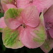 Hortenzie velkolistá 'Gertrud Glahn' - Hydrangea macrophylla 'Gertrud Glahn'