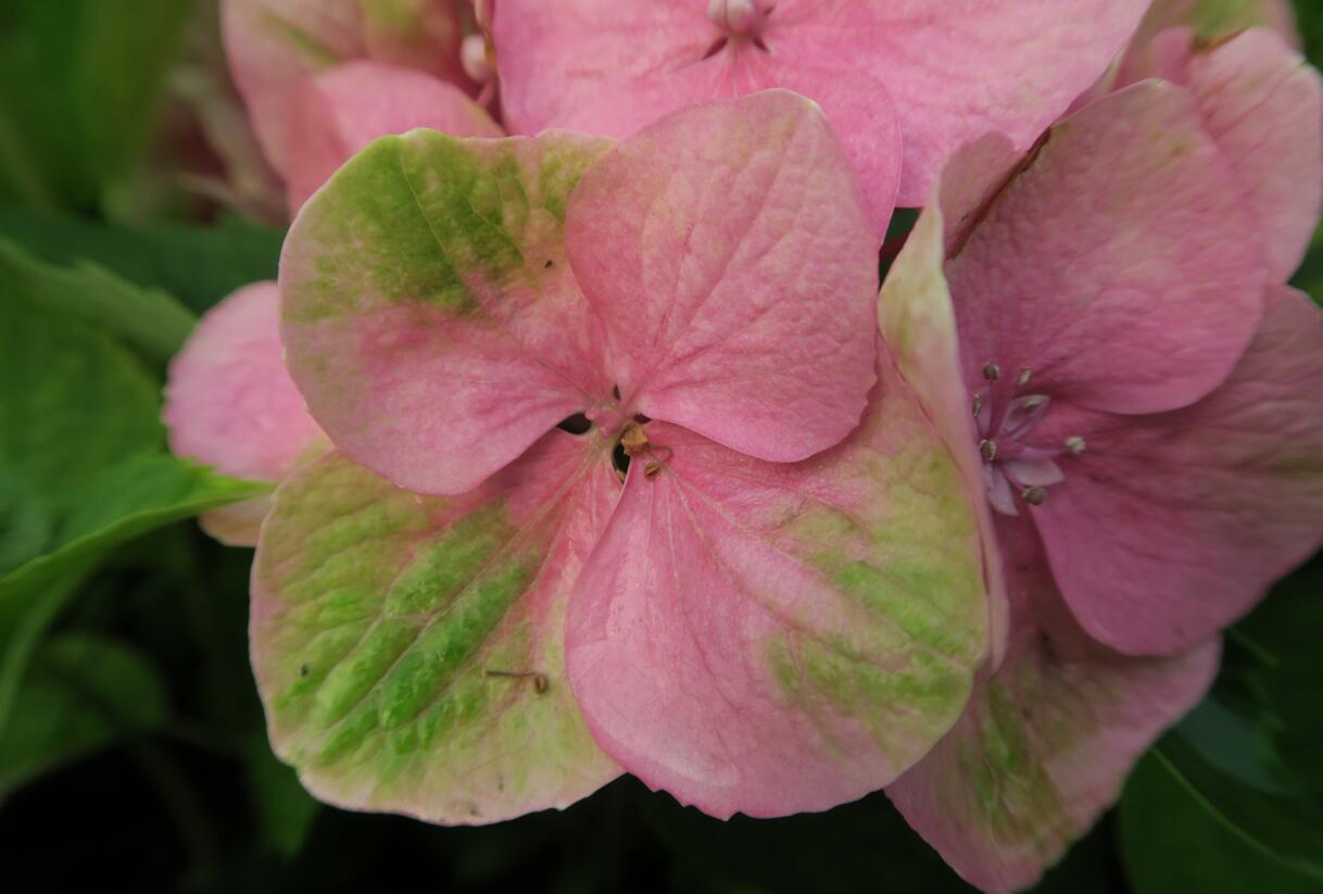 Hortenzie velkolistá 'Gertrud Glahn' - Hydrangea macrophylla 'Gertrud Glahn'