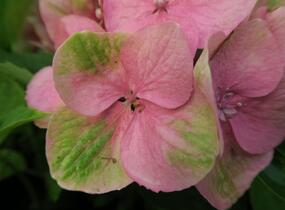 Hortenzie velkolistá 'Gertrud Glahn' - Hydrangea macrophylla 'Gertrud Glahn'