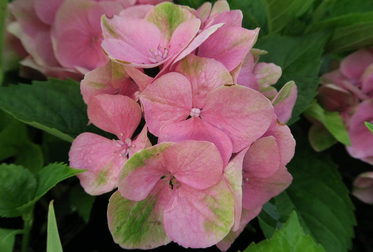 Hortenzie velkolistá 'Gertrud Glahn' - Hydrangea macrophylla 'Gertrud Glahn'