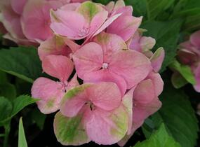Hortenzie velkolistá 'Gertrud Glahn' - Hydrangea macrophylla 'Gertrud Glahn'