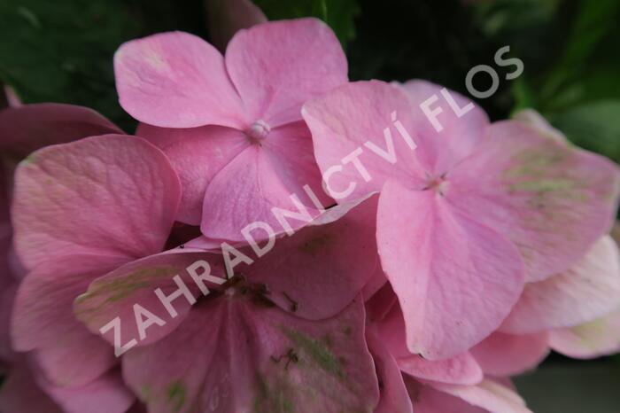 Hortenzie velkolistá 'Lavbla' - Hydrangea macrophylla 'Lavbla'