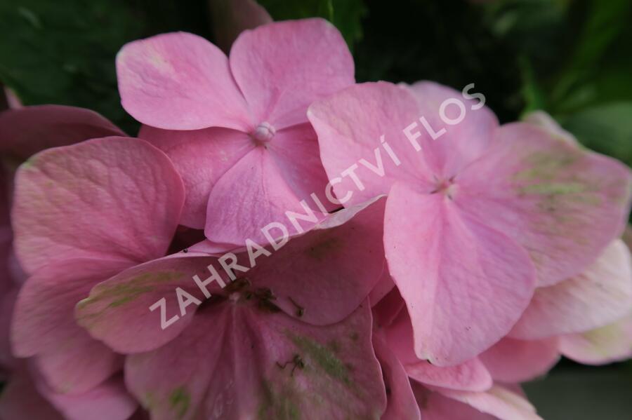 Hortenzie velkolistá 'Lavbla' - Hydrangea macrophylla 'Lavbla'