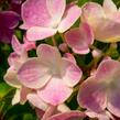 Hortenzie velkolistá 'Lavbla' - Hydrangea macrophylla 'Lavbla'