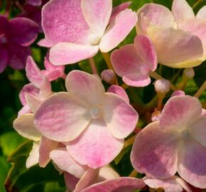 Hortenzie velkolistá 'Lavbla' - Hydrangea macrophylla 'Lavbla'