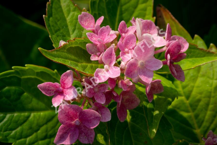 Hortenzie velkolistá 'Lavbla' - Hydrangea macrophylla 'Lavbla'