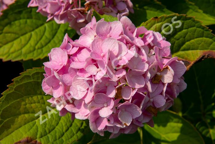 Hortenzie velkolistá 'Générale Vicomtesse de Vibraye' - Hydrangea macrophylla 'Générale Vicomtesse de Vibraye'