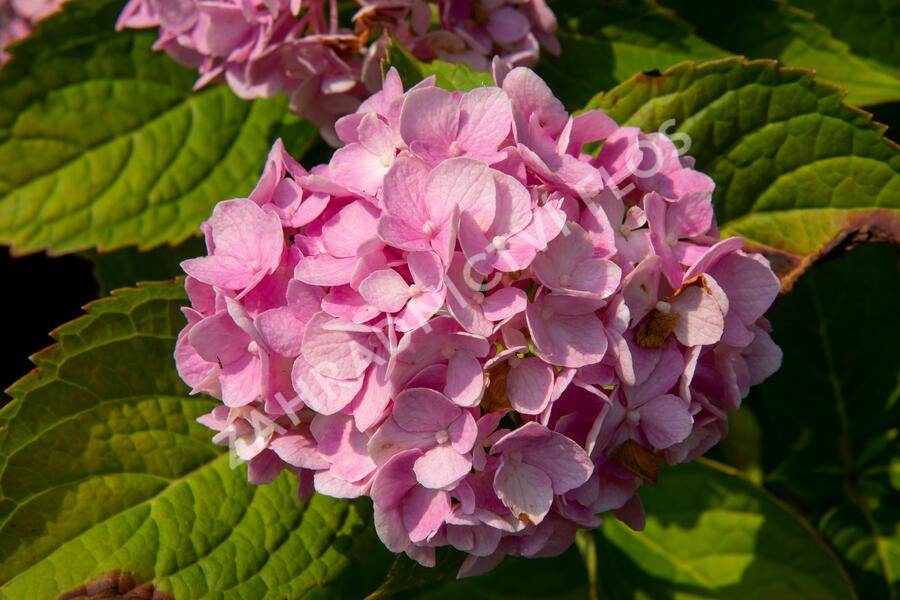 Hortenzie velkolistá 'Générale Vicomtesse de Vibraye' - Hydrangea macrophylla 'Générale Vicomtesse de Vibraye'